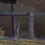 Er der en maksimal tidsperiode, jeg kan bruge stylterne ad gangen?